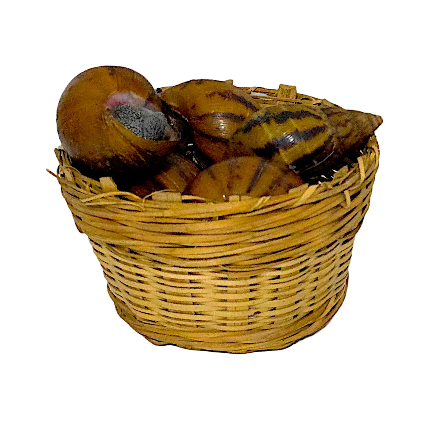 Dried Snails 300g